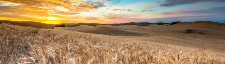 Soluciones innovadoras para la explotación agropecuaria