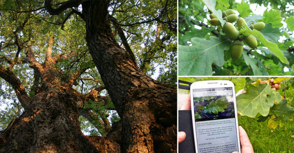 Arbolapp: una aplicación para identificar árboles