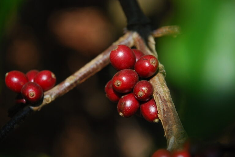 ¿Cómo afectará el cambio climático a la producción de café en el mundo?