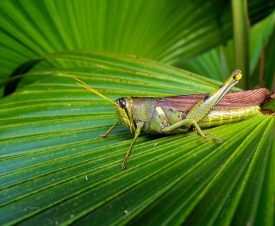 Resultados del primer estudio mundial que analizó especies invasivas y enfermedades agrarias